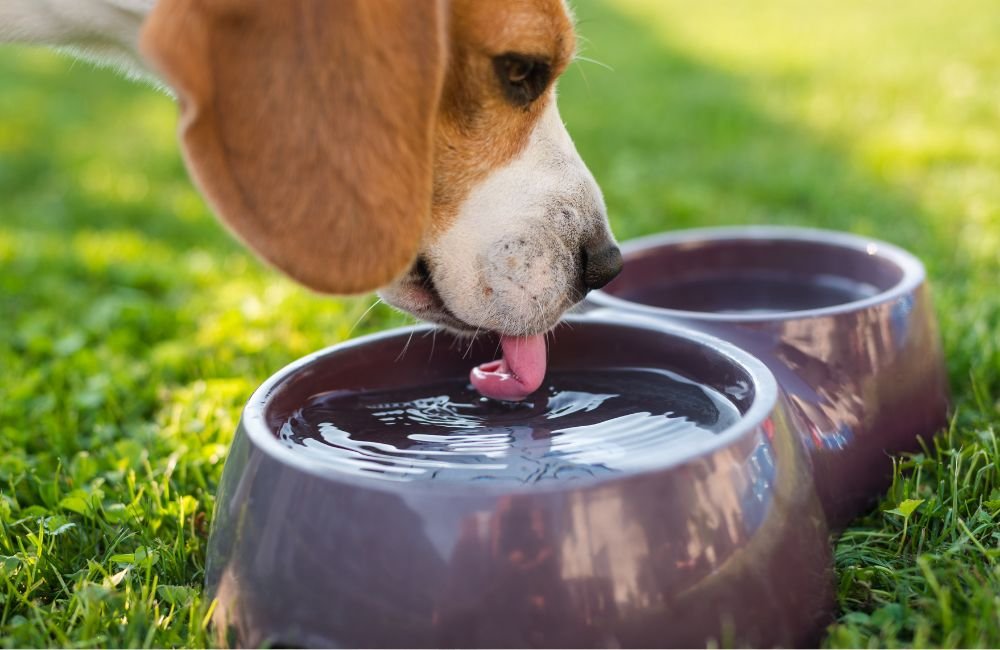  Beagles drinking